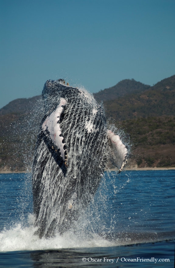puerto vallarta humpback whale breaching - PV, Mexico